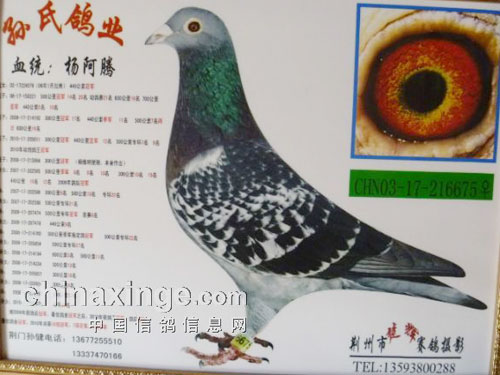 �����١���ڣ��̳��̶�Ѽ�(ͼ)