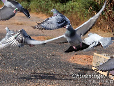 ��ǧ����鳲��ѵ����