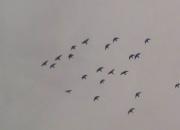 �콵��ӥ����ѵ����(ͼ)