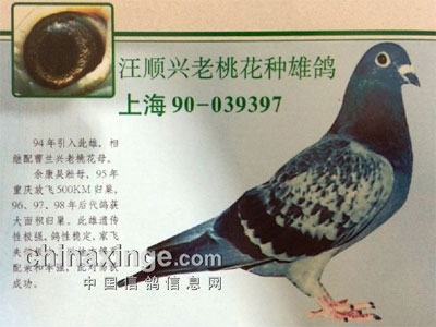 20��ǰ�����������贫�кͷ�չ(ͼ)