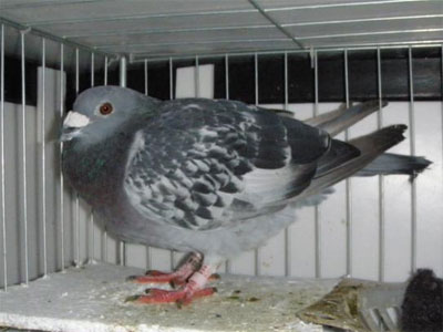 ����ȥ����Ԥ��������ʳ��ϡ