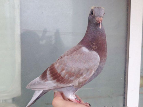 ��ʦ��������һ�ѳ��ġ����硱(ͼ)