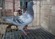 ѵ�Ź鳲�������ܽ������ѵ