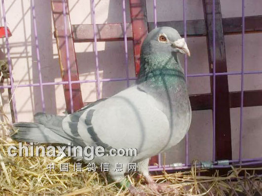 ������צ���ܷɣ�һ�н��п���(ͼ)