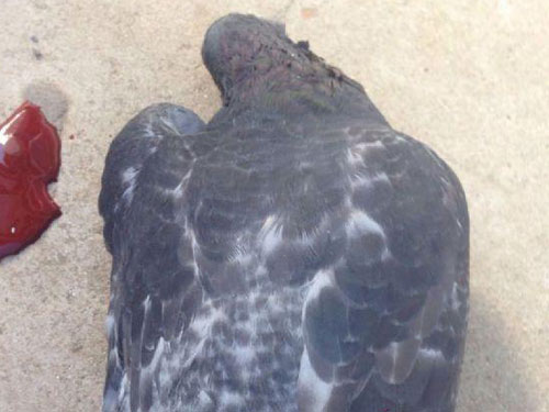 ��ӥ׷�� ��ײ������(ͼ)