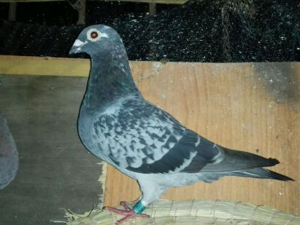 ���˱��˵ĸ� �ؼҾ�������(ͼ)