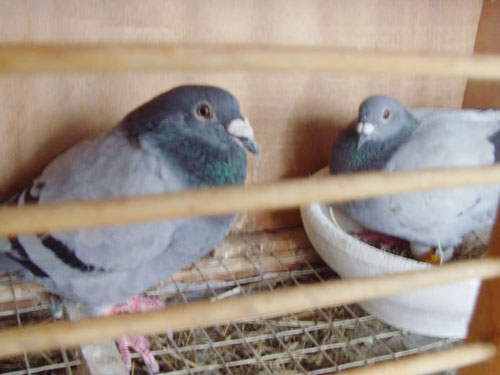 ��ɰ��ɫ08�����ۡ�����֦��