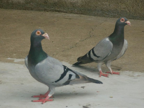 ��ɱ���޻���Ұ�롱���׸�����