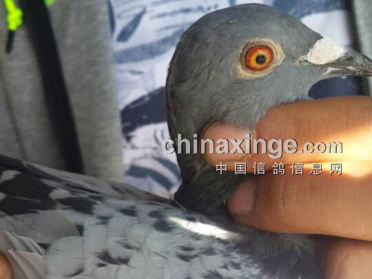 ����̽�ӣ�����Ҹ�׼��ѹָ��(ͼ)