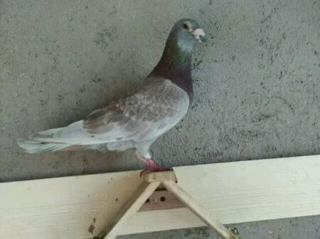 ������������˵�ɲ���300����(ͼ)