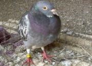�鳲��˦ʳ��ϡ��ʲô���� 