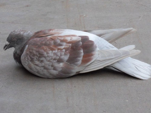 �ı���˽ѵ94�� ����鳲δ����