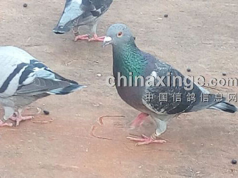 СС����ѳ���(ͼ)