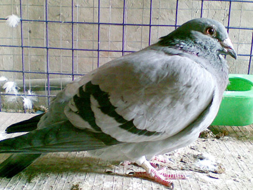 �벡�������ѣ������Ⱥ������