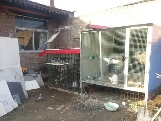 ���ѼҴ��ţ���С�벻��(ͼ)