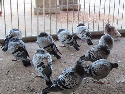 ��Ա����Ⱦ�� �����ר����Ѽ��