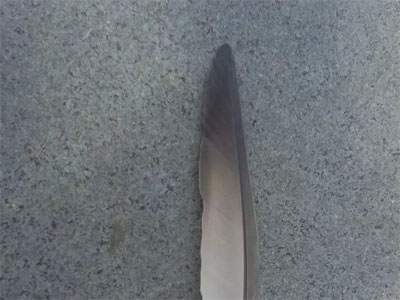 ����̽�ӣ�����ë�� ������ë�����(ͼ)