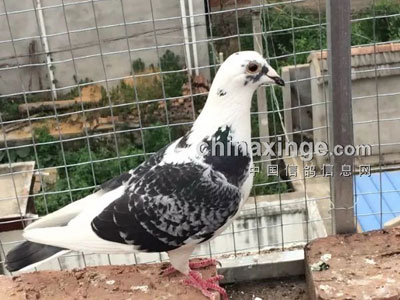 ����ѧ����ֱ��(ͼ)