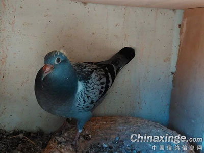 �������׸��� ѹ��������(ͼ)