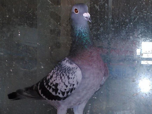 ���ͣ�5���µķ���·�״�(ͼ)