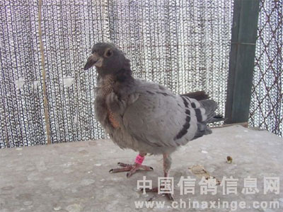 �Ÿ�����������漲������С��