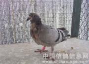 �Ÿ�����������漲������С��
