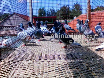 �����ڼ���˭�ܱ��⡰һָû����