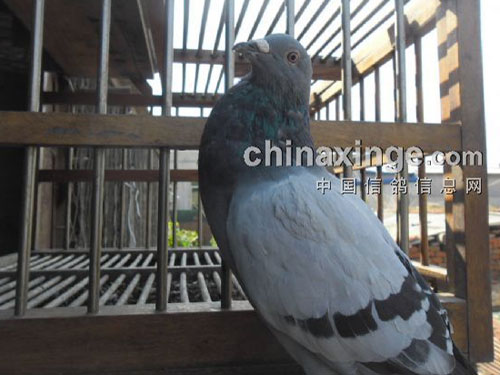 �����׸벡�� �ܼ���������(ͼ)