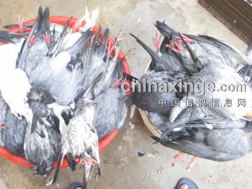 ���ֲ��ݸ��Ӳ��ȣ�һ������̭76���(ͼ)