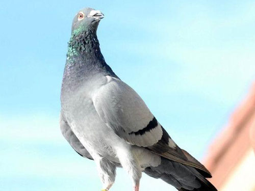 ��ᡰʮ���š�