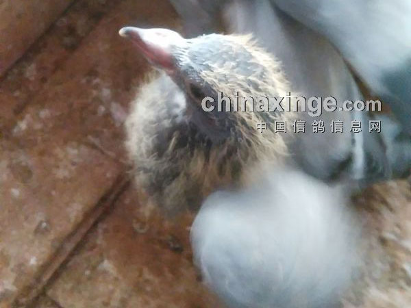 ��һ����ӣ�22��С���Ⱥ����(ͼ)