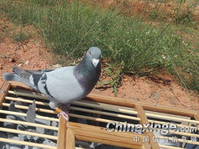 ����ѵ�� �в��񱻡�������(ͼ)