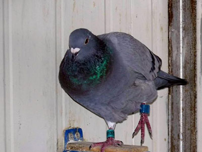 �ҷɣ���һ��ĸ�ӻ�Ѫ��ײ��(ͼ)