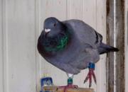 �ҷɣ���һ��ĸ�ӻ�Ѫ��ײ��(ͼ)