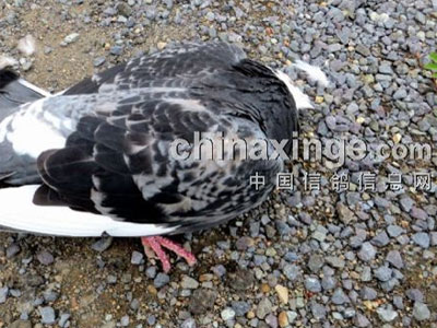 ���ع���������������ɱ�ֵش�(ͼ)