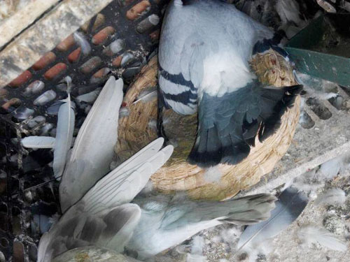 �����ף�8���ָ�һҹ��Ϯ����(ͼ)