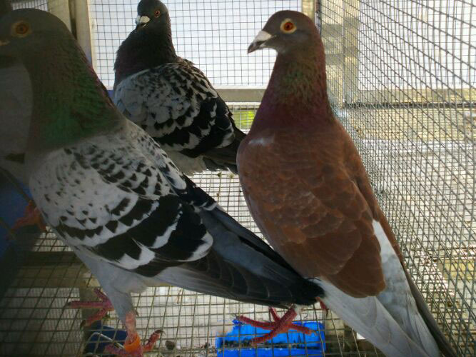 ���ߵȣ�������Ĳ�������(ͼ)