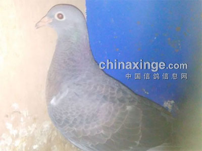 �²����������ʲôƷϵ(ͼ)