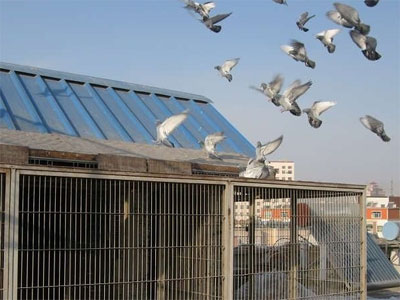 ����������ʹ������ٹ鳲