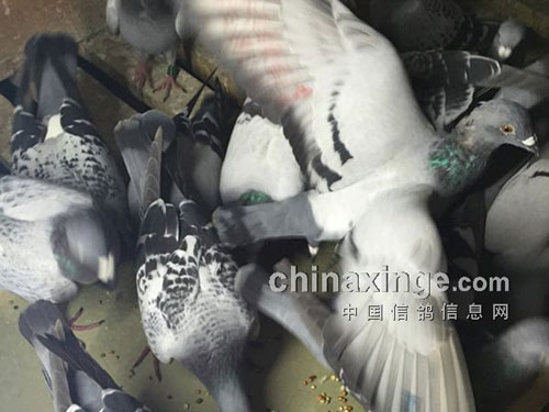 ��¶��â����21��19(ͼ) 