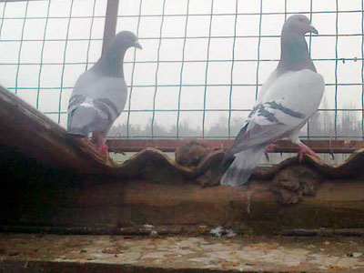 ˭�ĸ�����Ҵ�