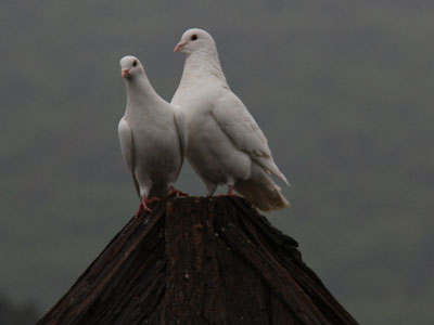 2015�������˭֮����