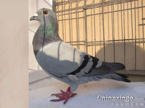 ����ͣ�12���ɫ������զ����(ͼ)