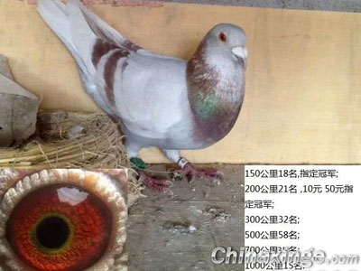 �ȶ����̣���5��500����鳲(ͼ)