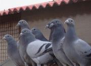 ���˲����İ�������