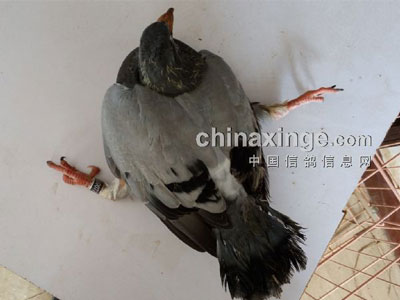 ���׽�������̱����(ͼ)