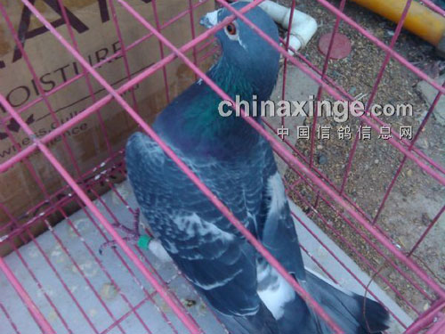 ѵ�Ų��� �ɼ�����(ͼ)