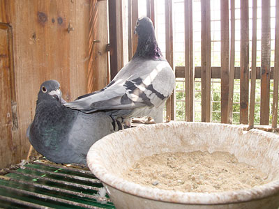 ����ǰ�᣺������Լ���