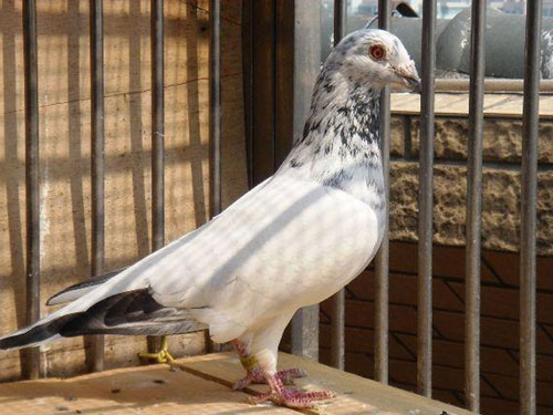 ���԰ס��ѱ��϶�Ϊһ����ɫ��(ͼ)