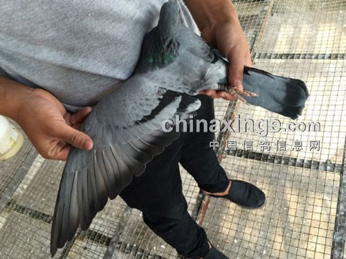 �������ҵĹ����շ�վ�ٹ�룿(ͼ)